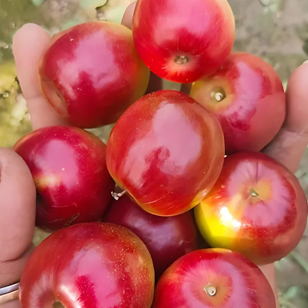 Miss_India_Apple_Ber_(Jujube)_Plant_|_Grafted_Sweet_Variety_|_Large_Juicy_Fruits_|_High_Yield_|_Healthy_Live_Plant_Guaranteed