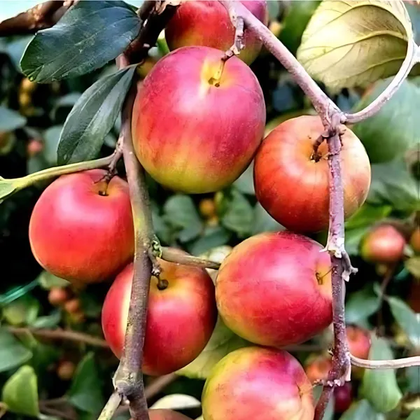 Miss_India_Apple_Ber_(Jujube)_Plant_|_Grafted_Sweet_Variety_|_Large_Juicy_Fruits_|_High_Yield_|_Healthy_Live_Plant_Guaranteed