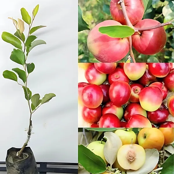 Miss_India_Apple_Ber_(Jujube)_Plant_|_Grafted_Sweet_Variety_|_Large_Juicy_Fruits_|_High_Yield_|_Healthy_Live_Plant_Guaranteed