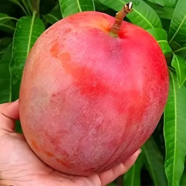Miyazaki_Mango_(Japanese_Sun_Mango_/_Egg_Mango)_Plant_|_Grafted_World™s_Costliest_Mango_Variety_|_Exotic_Sweet_Fruits_|_High_Yield_|_Healthy_Live_Plant_Guaranteed.