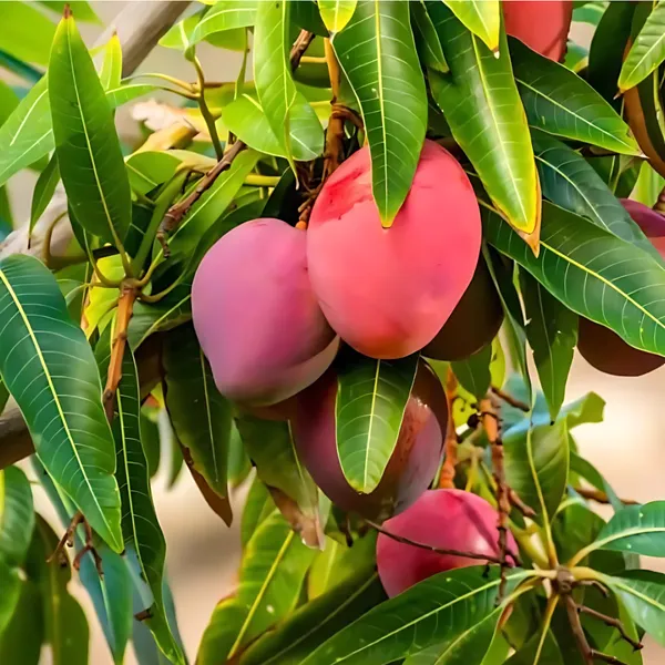 Miyazaki_Mango_(Japanese_Sun_Mango_/_Egg_Mango)_Plant_|_Grafted_World™s_Costliest_Mango_Variety_|_Exotic_Sweet_Fruits_|_High_Yield_|_Healthy_Live_Plant_Guaranteed.