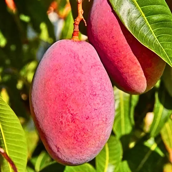 Miyazaki_Mango_(Japanese_Sun_Mango_/_Egg_Mango)_Plant_|_Grafted_World™s_Costliest_Mango_Variety_|_Exotic_Sweet_Fruits_|_High_Yield_|_Healthy_Live_Plant_Guaranteed.