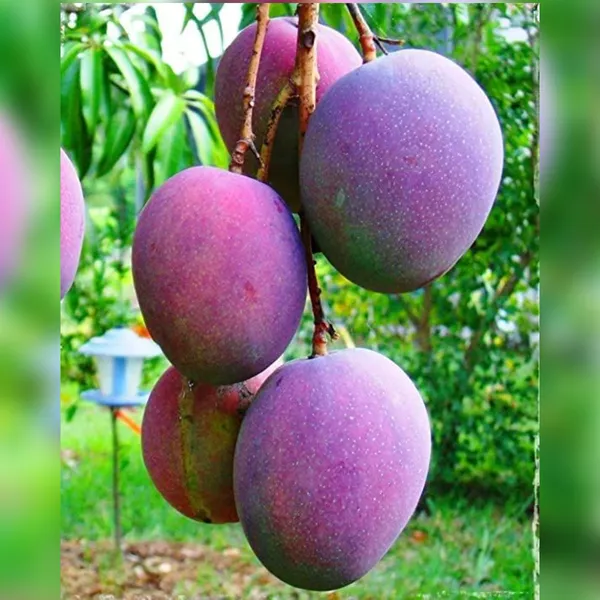 Miyazaki_Mango_(Japanese_Sun_Mango_/_Egg_Mango)_Plant_|_Grafted_World™s_Costliest_Mango_Variety_|_Exotic_Sweet_Fruits_|_High_Yield_|_Healthy_Live_Plant_Guaranteed.