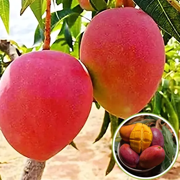Miyazaki_Mango_(Japanese_Sun_Mango_/_Egg_Mango)_Plant_|_Grafted_World™s_Costliest_Mango_Variety_|_Exotic_Sweet_Fruits_|_High_Yield_|_Healthy_Live_Plant_Guaranteed.