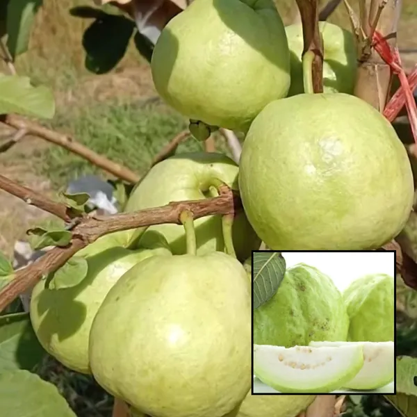 Red_Diamond_Guava_(Lal_Heera_Peyara)_Plant_|_Air_Layered_Rare_Premium_Variety_|_Deep_Red_Sweet_Fruits_|_High_Yield_|_Healthy_Live_Plant_Guaranteed