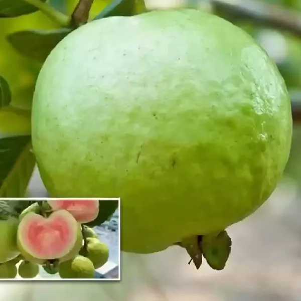 Red_Diamond_Guava_(Lal_Heera_Peyara)_Plant_|_Air_Layered_Rare_Premium_Variety_|_Deep_Red_Sweet_Fruits_|_High_Yield_|_Healthy_Live_Plant_Guaranteed