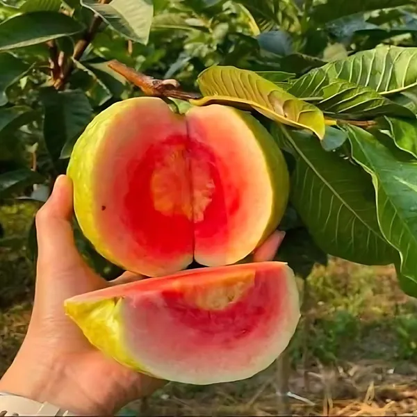 Red_Diamond_Guava_(Lal_Heera_Peyara)_Plant_|_Air_Layered_Rare_Premium_Variety_|_Deep_Red_Sweet_Fruits_|_High_Yield_|_Healthy_Live_Plant_Guaranteed