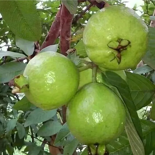 Red_Diamond_Guava_(Lal_Heera_Peyara)_Plant_|_Air_Layered_Rare_Premium_Variety_|_Deep_Red_Sweet_Fruits_|_High_Yield_|_Healthy_Live_Plant_Guaranteed