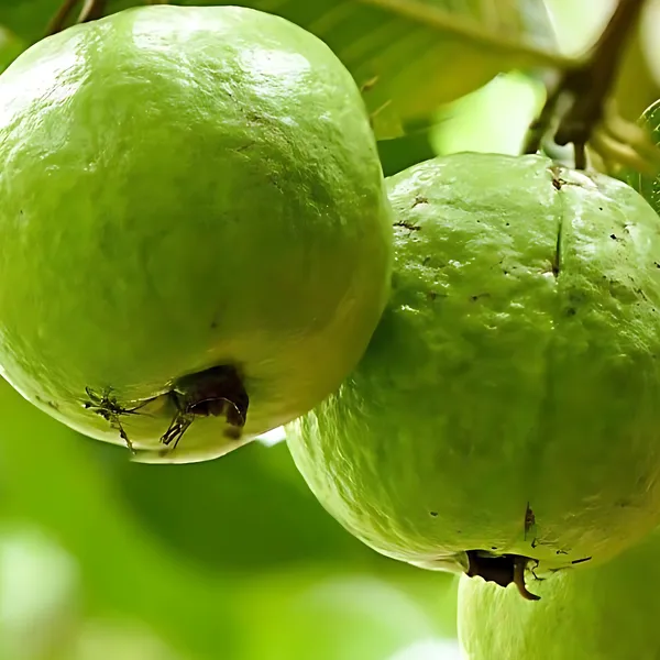 Thai_Golden_8_Guava_(Peyara)_Plant_|_Grafted_Exotic_Hybrid_Variety_|_Sweet_Golden_Fruits_|_High_Yield_|_Healthy_Live_Plant_Guaranteed