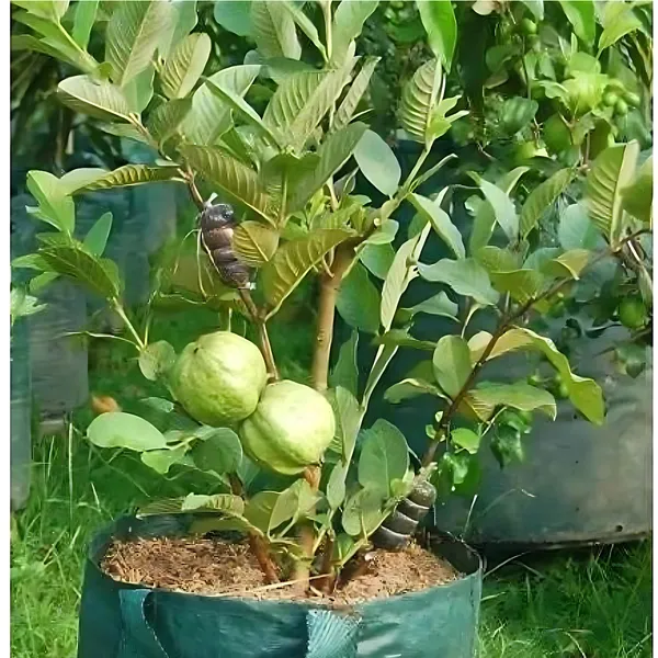 Thai_Golden_8_Guava_(Peyara)_Plant_|_Grafted_Exotic_Hybrid_Variety_|_Sweet_Golden_Fruits_|_High_Yield_|_Healthy_Live_Plant_Guaranteed