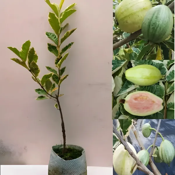 Variegated_Guava_(Hybrid_Guava_Tree)_Exotic_Dual-Color_Variety_|_Grafted_High_Yield_|_Sweet_Aromatic_Fruits_|_Healthy_Live_Plant_Guaranteed.