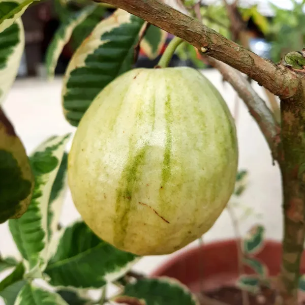 Variegated_Guava_(Hybrid_Guava_Tree)_Exotic_Dual-Color_Variety_|_Grafted_High_Yield_|_Sweet_Aromatic_Fruits_|_Healthy_Live_Plant_Guaranteed.