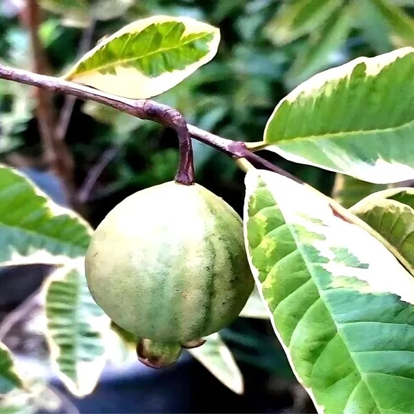 Variegated_Guava_(Hybrid_Guava_Tree)_Exotic_Dual-Color_Variety_|_Grafted_High_Yield_|_Sweet_Aromatic_Fruits_|_Healthy_Live_Plant_Guaranteed.