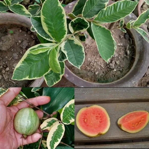 Variegated_Guava_(Hybrid_Guava_Tree)_Exotic_Dual-Color_Variety_|_Grafted_High_Yield_|_Sweet_Aromatic_Fruits_|_Healthy_Live_Plant_Guaranteed.