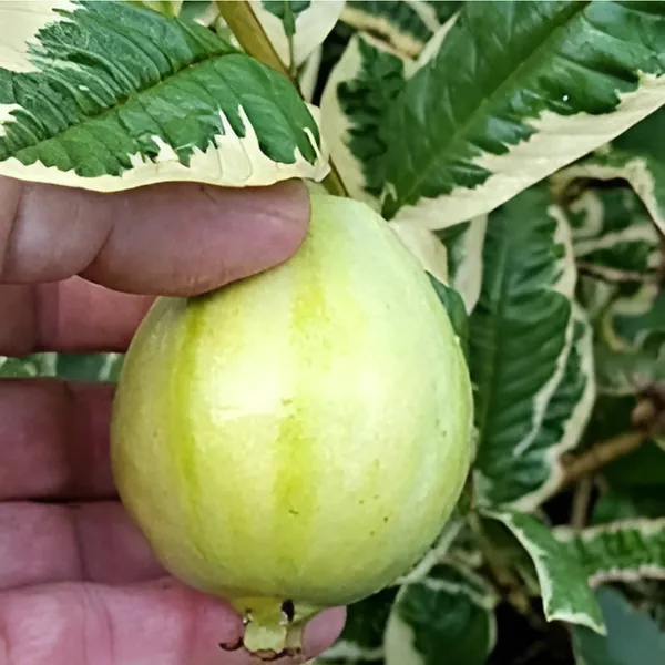Variegated_Guava_(Hybrid_Guava_Tree)_Exotic_Dual-Color_Variety_|_Grafted_High_Yield_|_Sweet_Aromatic_Fruits_|_Healthy_Live_Plant_Guaranteed.