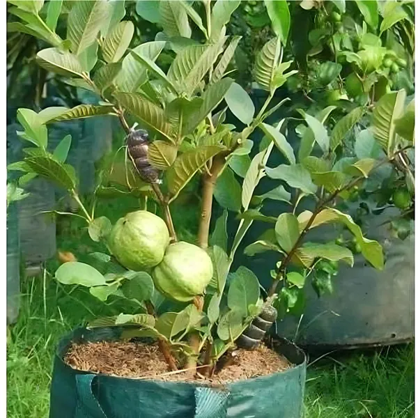 VNR_Guava_(Vietnamese_Hybrid_Peyara)_Plant_|_Grafted_High_Yield_Variety_|_Large_Crunchy_Sweet_Fruits_|_Early_Fruiting_|_Healthy_Live_Plant_Guaranteed