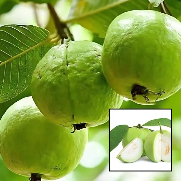 VNR_Guava_(Vietnamese_Hybrid_Peyara)_Plant_|_Grafted_High_Yield_Variety_|_Large_Crunchy_Sweet_Fruits_|_Early_Fruiting_|_Healthy_Live_Plant_Guaranteed