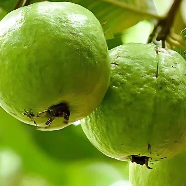 VNR_Guava_(Vietnamese_Hybrid_Peyara)_Plant_|_Grafted_High_Yield_Variety_|_Large_Crunchy_Sweet_Fruits_|_Early_Fruiting_|_Healthy_Live_Plant_Guaranteed