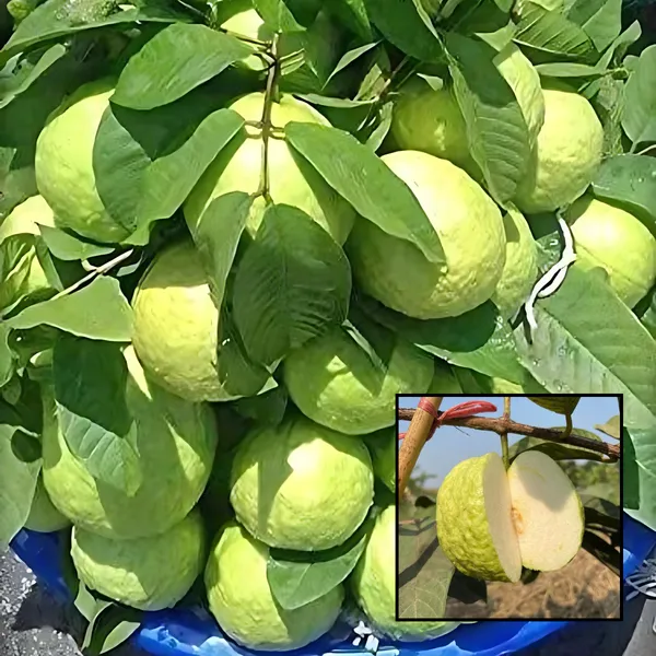 White_Diamond_Guava_(Safed_Peyara)_Plant_|_Grafted_High_Yield_Variety_|_Sweet_Aromatic_White_Fruits_|_Early_Fruiting_|_Healthy_Live_Plant_Guaranteed