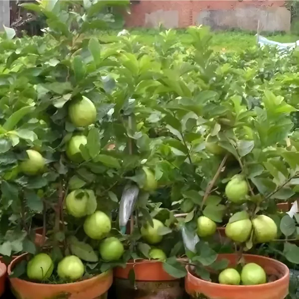 White_Diamond_Guava_(Safed_Peyara)_Plant_|_Grafted_High_Yield_Variety_|_Sweet_Aromatic_White_Fruits_|_Early_Fruiting_|_Healthy_Live_Plant_Guaranteed
