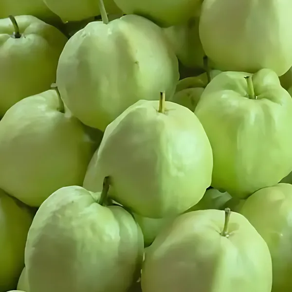 White_Diamond_Guava_(Safed_Peyara)_Plant_|_Grafted_High_Yield_Variety_|_Sweet_Aromatic_White_Fruits_|_Early_Fruiting_|_Healthy_Live_Plant_Guaranteed