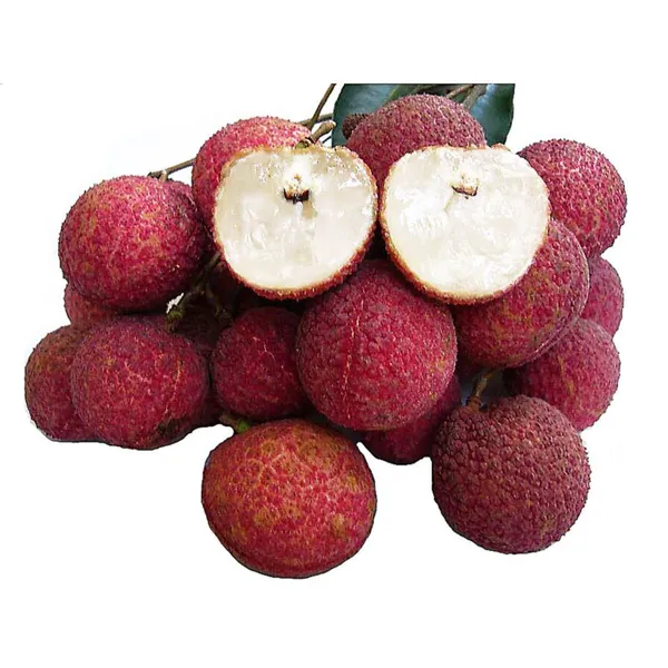Seedless_Litchi_(Lychee)_Plant_|_Air_Layered_Rare_Early_Fruiting_Variety_|_Sweet_Juicy_Seedless_Fruits_|_High_Yield_|_Healthy_Live_Plant_Guaranteed