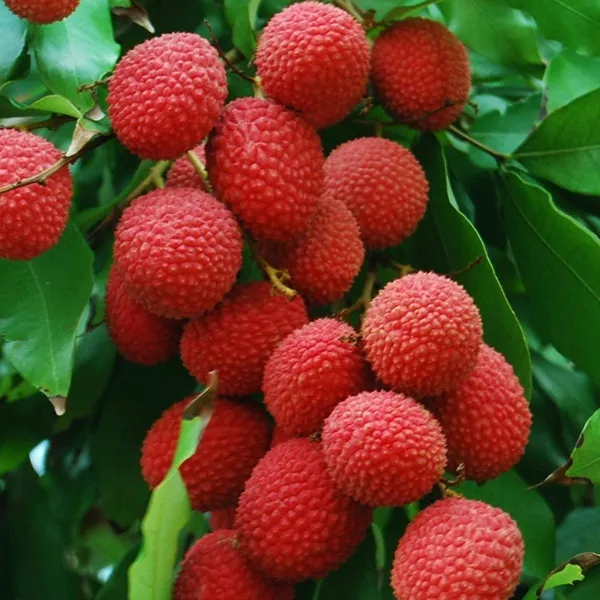 Seedless_Litchi_(Lychee)_Plant_|_Air_Layered_Rare_Early_Fruiting_Variety_|_Sweet_Juicy_Seedless_Fruits_|_High_Yield_|_Healthy_Live_Plant_Guaranteed
