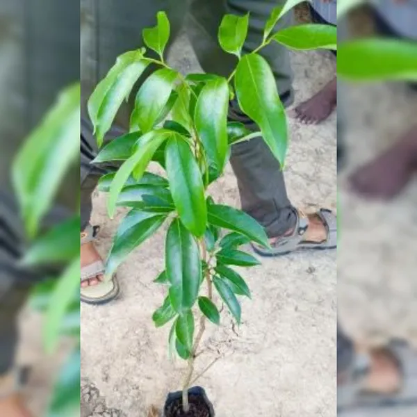 Seedless_Litchi_(Lychee)_Plant_|_Air_Layered_Rare_Early_Fruiting_Variety_|_Sweet_Juicy_Seedless_Fruits_|_High_Yield_|_Healthy_Live_Plant_Guaranteed