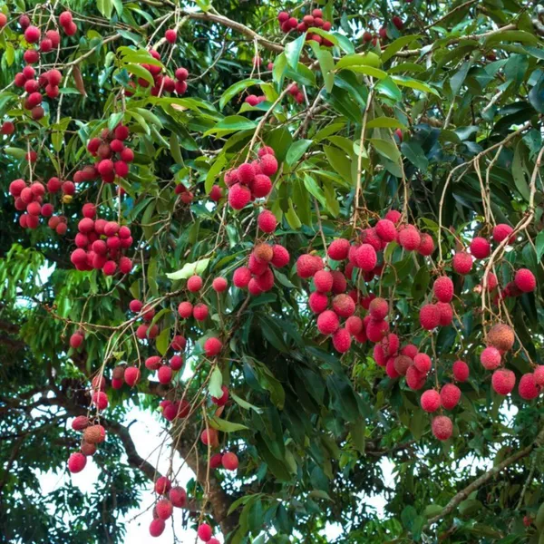 Seedless_Litchi_(Lychee)_Plant_|_Air_Layered_Rare_Early_Fruiting_Variety_|_Sweet_Juicy_Seedless_Fruits_|_High_Yield_|_Healthy_Live_Plant_Guaranteed