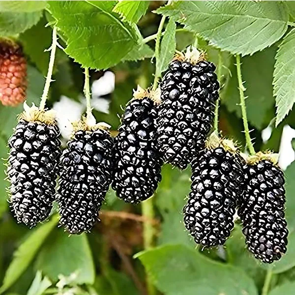 Mulberry_Plant_|_Air_Layered_High_Yield_Variety_|_Sweet_Juicy_Long_Fruits_|_Fast_Growing_|_Healthy_Live_Plant_Guaranteed