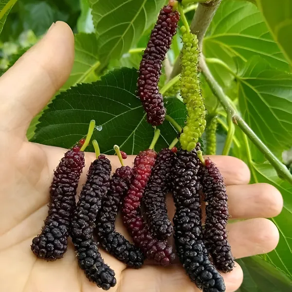 Mulberry_Plant_|_Air_Layered_High_Yield_Variety_|_Sweet_Juicy_Long_Fruits_|_Fast_Growing_|_Healthy_Live_Plant_Guaranteed