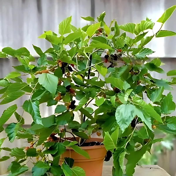 Mulberry_Plant_|_Air_Layered_High_Yield_Variety_|_Sweet_Juicy_Long_Fruits_|_Fast_Growing_|_Healthy_Live_Plant_Guaranteed