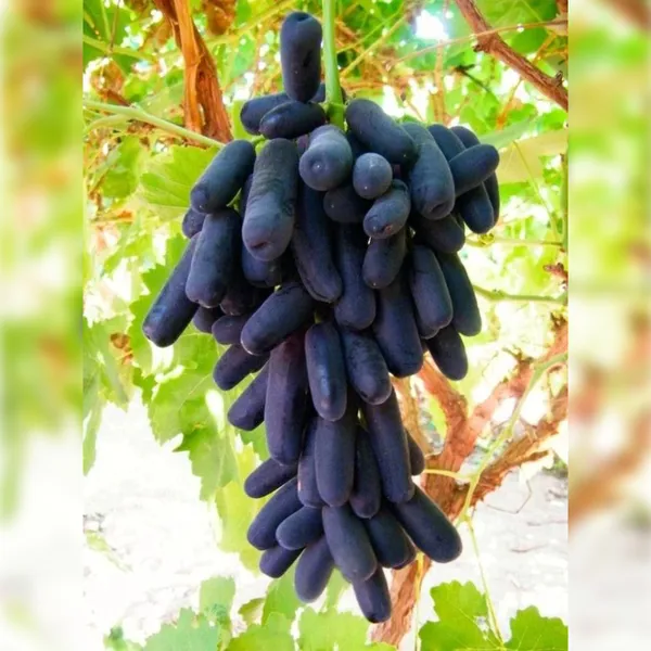 Black_Long_Grape_(Kala_Angoor)_Plant_|_Air_Layered_Seedless_High_Yield_Variety_|_Sweet_Juicy_Long_Fruits_|_Fast_Growing_|_Healthy_Live_Plant_Guaranteed