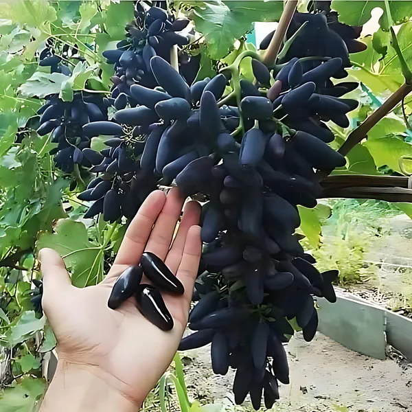 Black_Long_Grape_(Kala_Angoor)_Plant_|_Air_Layered_Seedless_High_Yield_Variety_|_Sweet_Juicy_Long_Fruits_|_Fast_Growing_|_Healthy_Live_Plant_Guaranteed