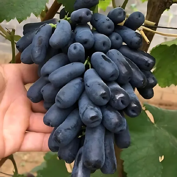 Black_Long_Grape_(Kala_Angoor)_Plant_|_Air_Layered_Seedless_High_Yield_Variety_|_Sweet_Juicy_Long_Fruits_|_Fast_Growing_|_Healthy_Live_Plant_Guaranteed