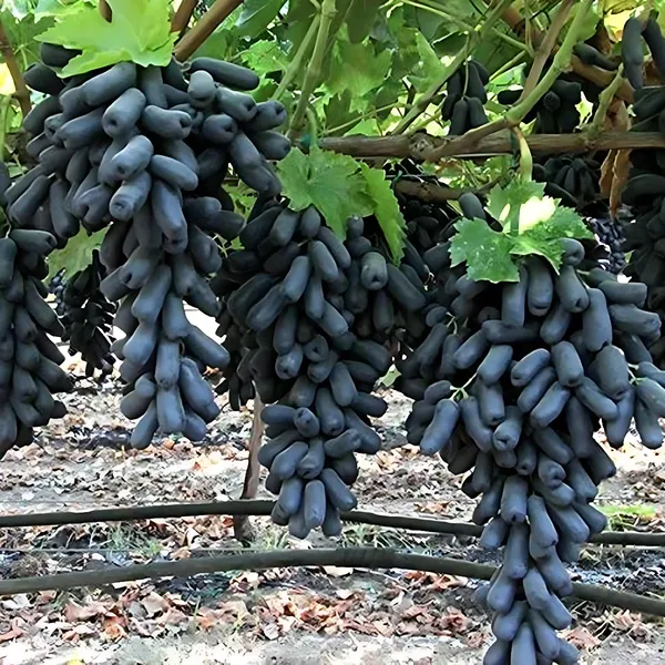Black_Long_Grape_(Kala_Angoor)_Plant_|_Air_Layered_Seedless_High_Yield_Variety_|_Sweet_Juicy_Long_Fruits_|_Fast_Growing_|_Healthy_Live_Plant_Guaranteed