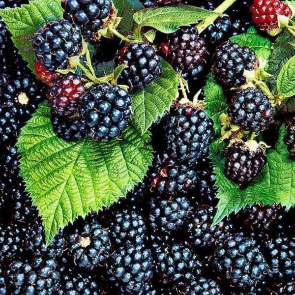 Blackberry_Plant_|_Air_Layered_Exotic_High_Yield_Variety_|_Sweet_Juicy_Fruits_|_Fast_Growing_|_Healthy_Live_Plant_Guaranteed