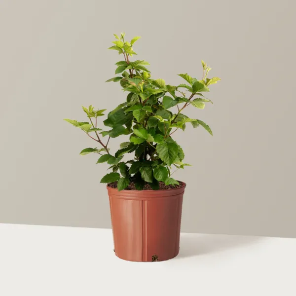 Blackberry_Plant_|_Air_Layered_Exotic_High_Yield_Variety_|_Sweet_Juicy_Fruits_|_Fast_Growing_|_Healthy_Live_Plant_Guaranteed
