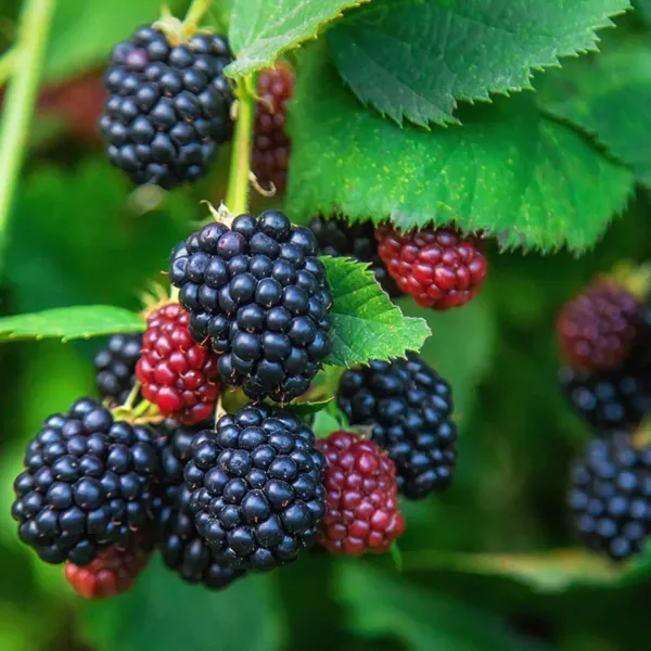 Blackberry_Plant_|_Air_Layered_Exotic_High_Yield_Variety_|_Sweet_Juicy_Fruits_|_Fast_Growing_|_Healthy_Live_Plant_Guaranteed