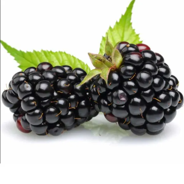Blackberry_Plant_|_Air_Layered_Exotic_High_Yield_Variety_|_Sweet_Juicy_Fruits_|_Fast_Growing_|_Healthy_Live_Plant_Guaranteed