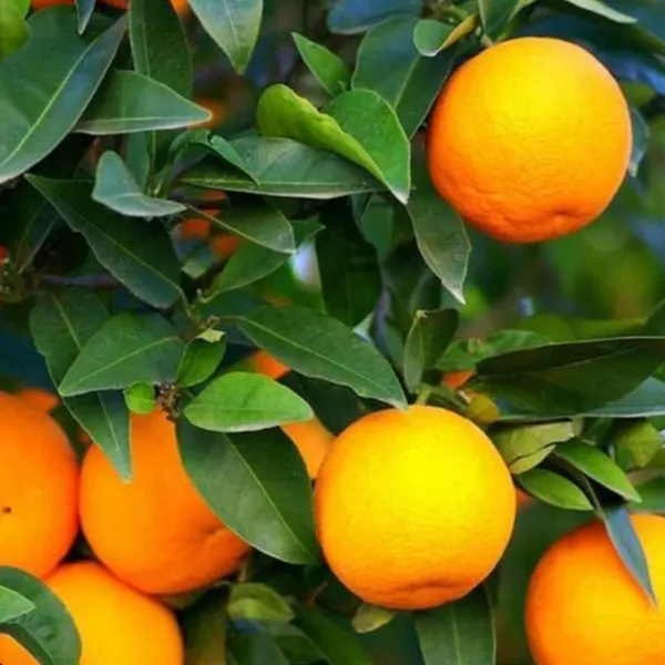 All-Time_Sweet_Orange_Plant_(Mithai_Santra_/_Year-Round_Mosambi)_|_Grafted_High_Yield_Variety_|_Juicy_Sweet_Fruits_|_Fruits_Year-Round_|_Healthy_Live_Plant_Guaranteed