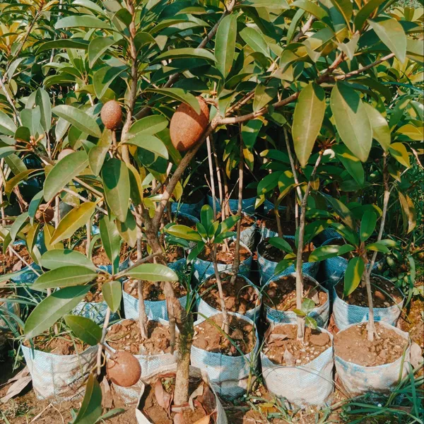 Banana_Chiku_(Kela_Chikoo)_Plant_|_Grafted_Hybrid_High_Yield_Variety_|_Sweet_Fragrant_Fruits_|_Early_Fruiting_|_Healthy_Live_Plant_Guaranteed
