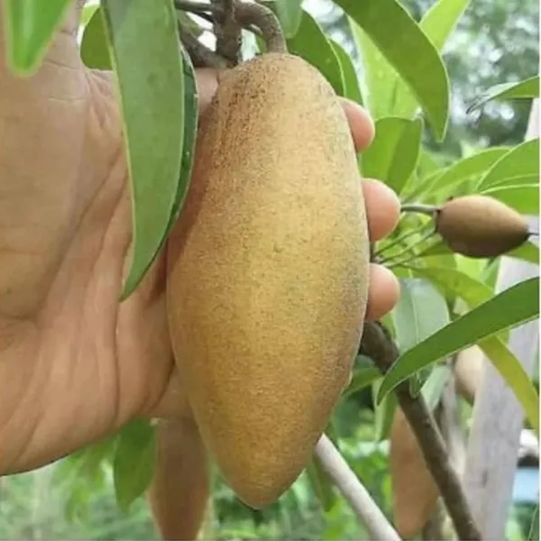 Banana_Chiku_(Kela_Chikoo)_Plant_|_Grafted_Hybrid_High_Yield_Variety_|_Sweet_Fragrant_Fruits_|_Early_Fruiting_|_Healthy_Live_Plant_Guaranteed