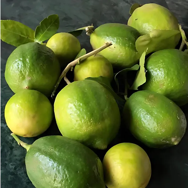 Gondhoraj_Lemon_Plant_|_Air_Layered_Aromatic_Lemon_Variety_|_Strong_Fragrance_|_High_Yield_|_Healthy_Live_Plant_Guaranteed