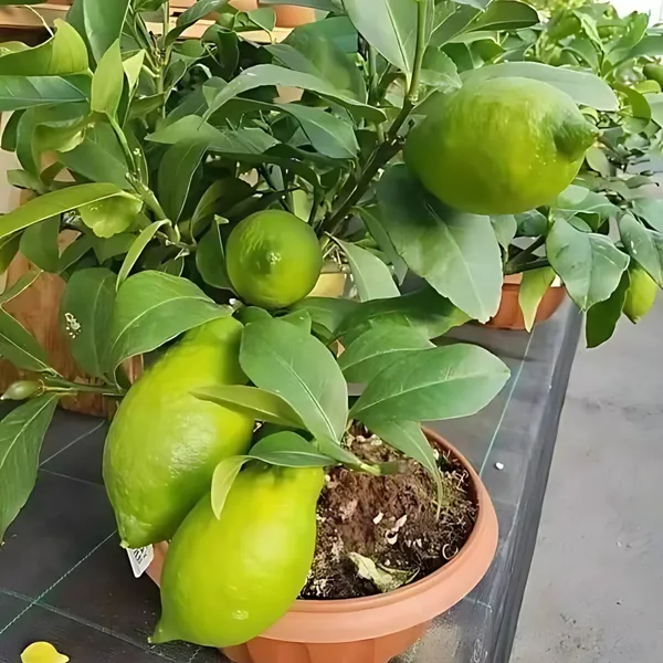 Gondhoraj_Lemon_Plant_|_Air_Layered_Aromatic_Lemon_Variety_|_Strong_Fragrance_|_High_Yield_|_Healthy_Live_Plant_Guaranteed