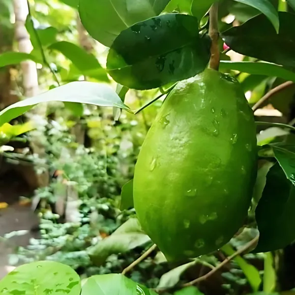 Gondhoraj_Lemon_Plant_|_Air_Layered_Aromatic_Lemon_Variety_|_Strong_Fragrance_|_High_Yield_|_Healthy_Live_Plant_Guaranteed