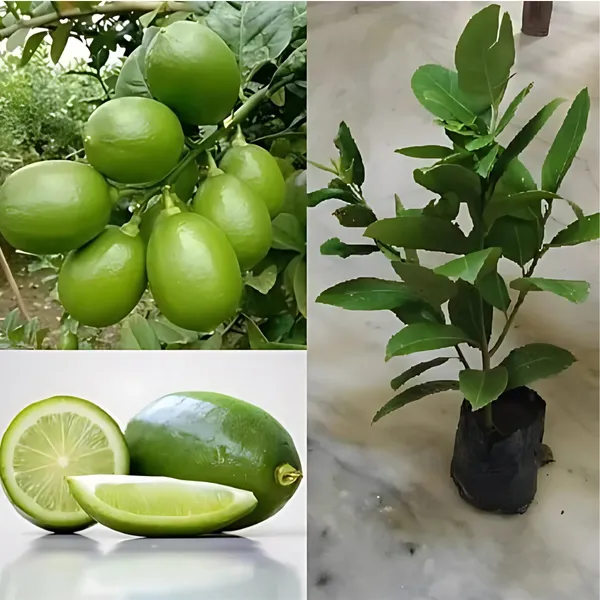 Gondhoraj_Lemon_Plant_|_Air_Layered_Aromatic_Lemon_Variety_|_Strong_Fragrance_|_High_Yield_|_Healthy_Live_Plant_Guaranteed