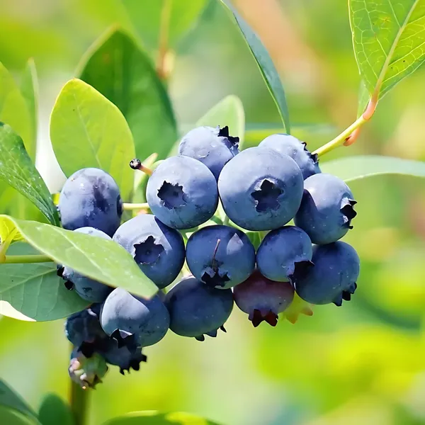 Blueberry_Plant_|_Grafted