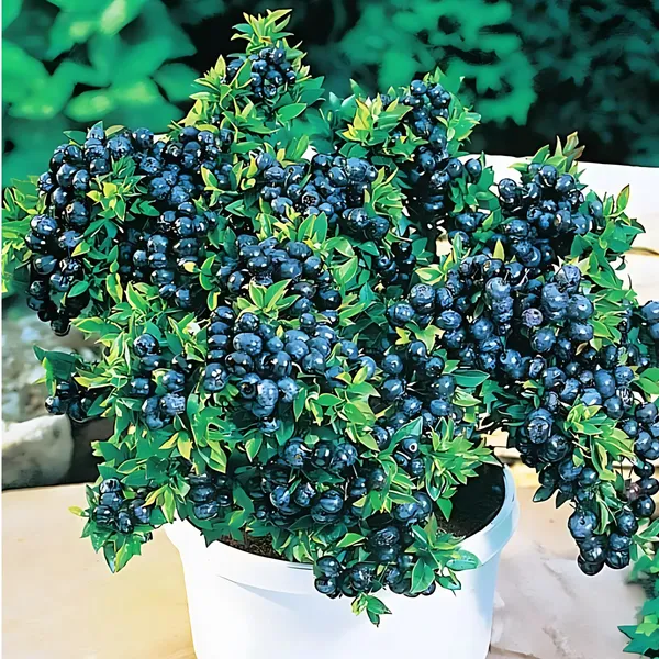 Blueberry_Plant_|_Grafted