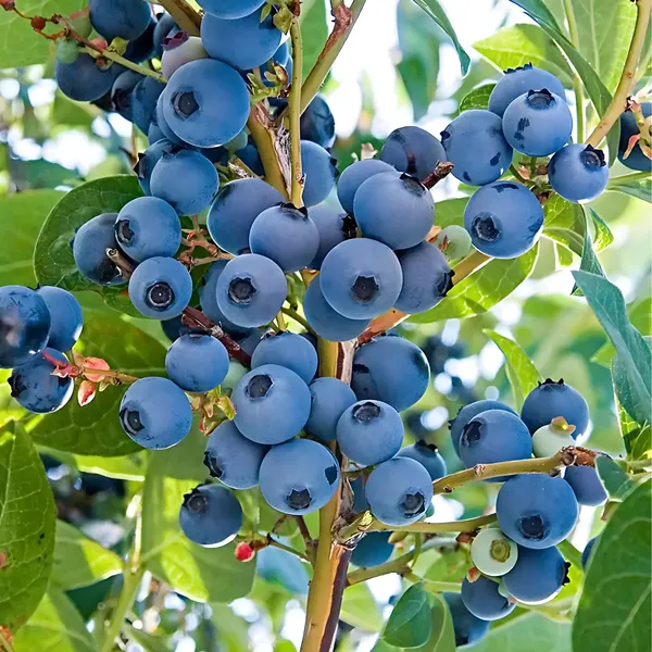 Blueberry_Plant_|_Grafted